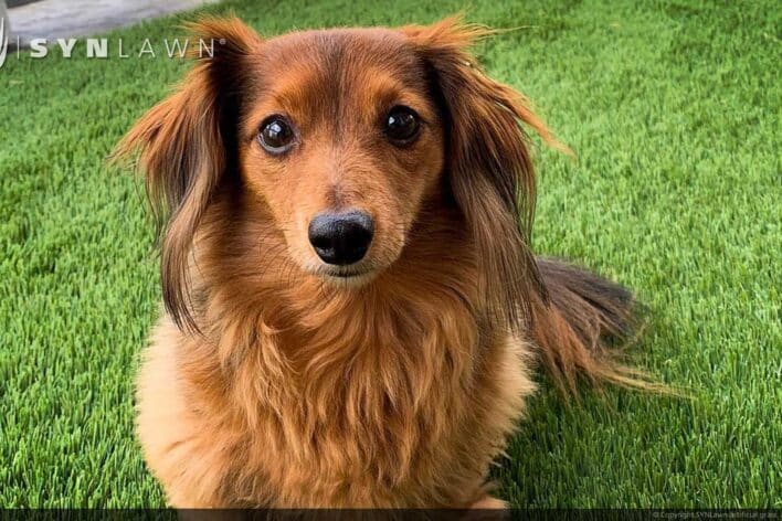 SYNLawn Wyoming pets artificial grass safe for dogs cats and all animals