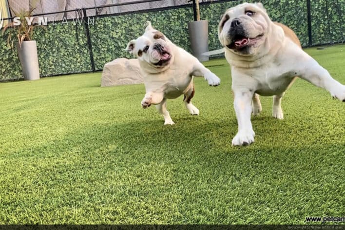 SYNLawn Wyoming pets camp dogs playing doggy day care facility